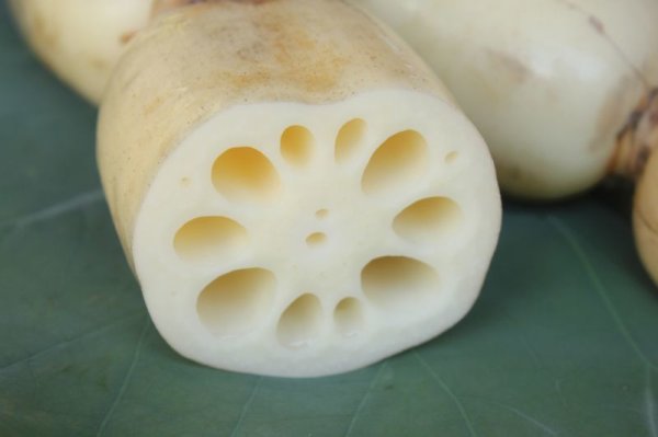 れんこん＜4kg×2箱セット＞（ギフト箱入り） - 菅谷れんこん農園