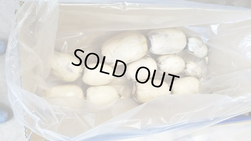 画像2: れんこん<4kg>(ギフト箱入り) (2)