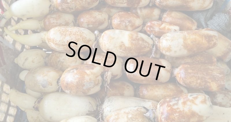 画像2: れんこん　４ｋｇバラ詰め (2)