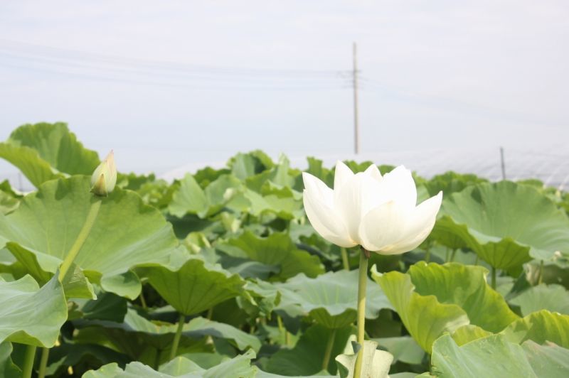 れんこん作りのこだわり 菅谷れんこん農園