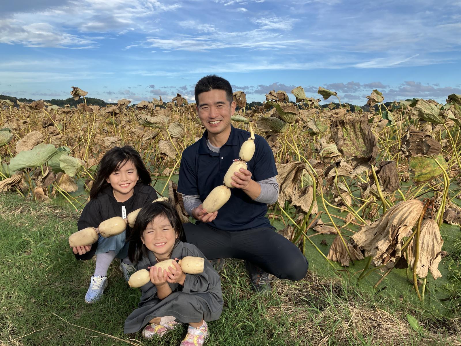 １１月よりレンコンの販売をスタートします